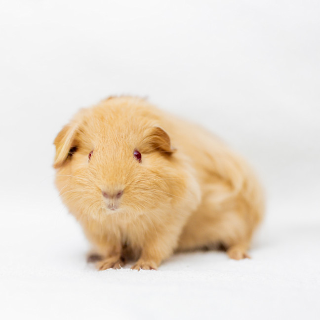 Photo of Julius