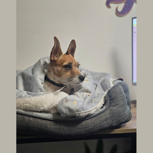 Photo of Murphy