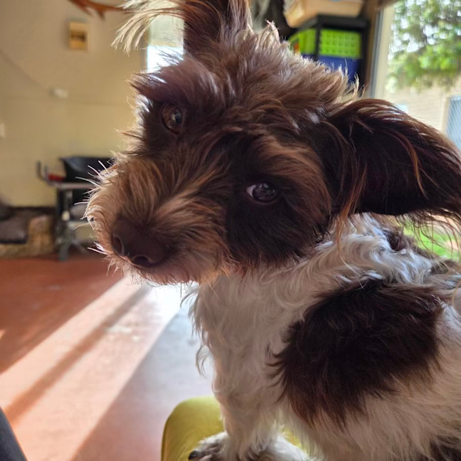 Photo of Sadie