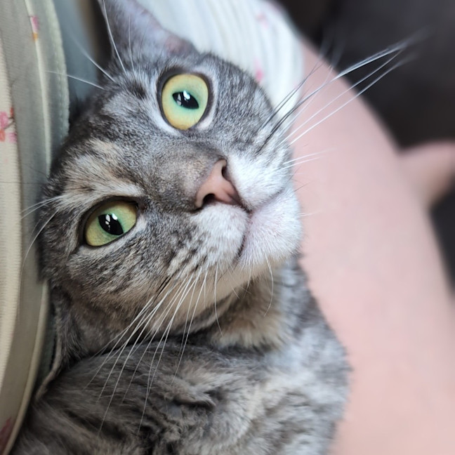 Photo of Luna