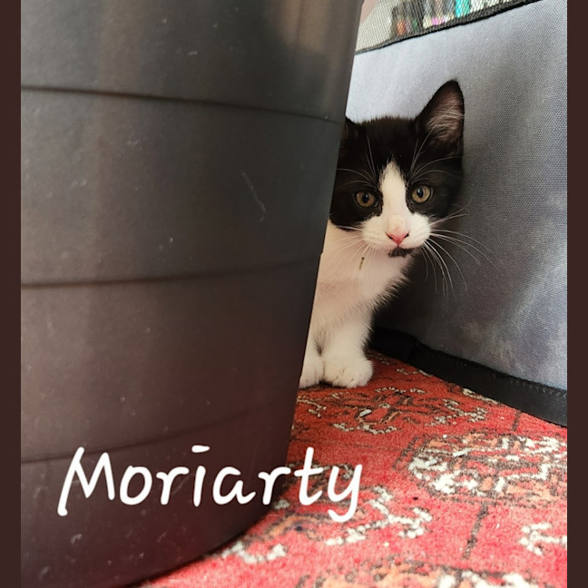 Photo of Moriarty