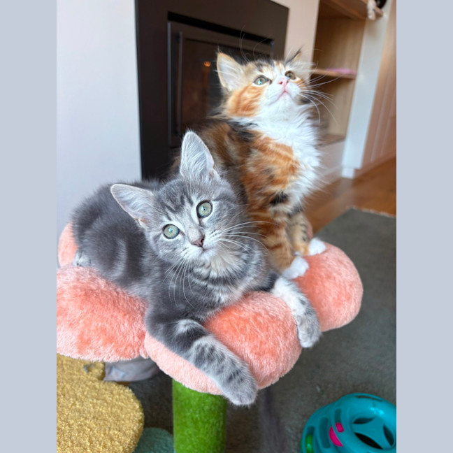 Photo of Milkshake & Matcha