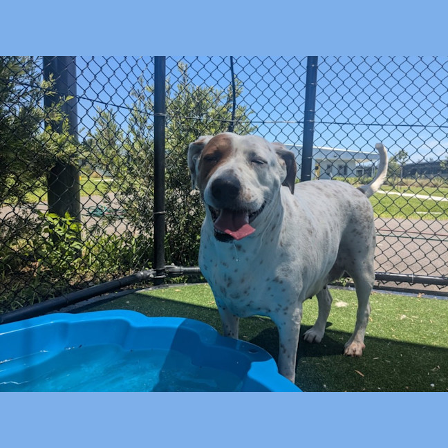 Photo of Chilli Imp 2794