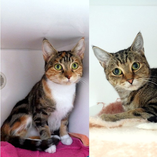 Photo of Jade Sta014901 & Ruby Sta014898