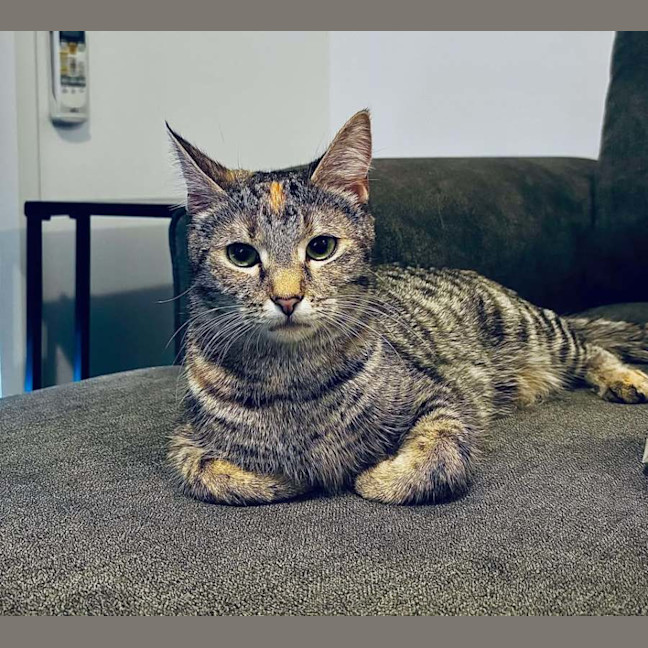 Photo of Mumma Cat (Urgent Home Needed) 