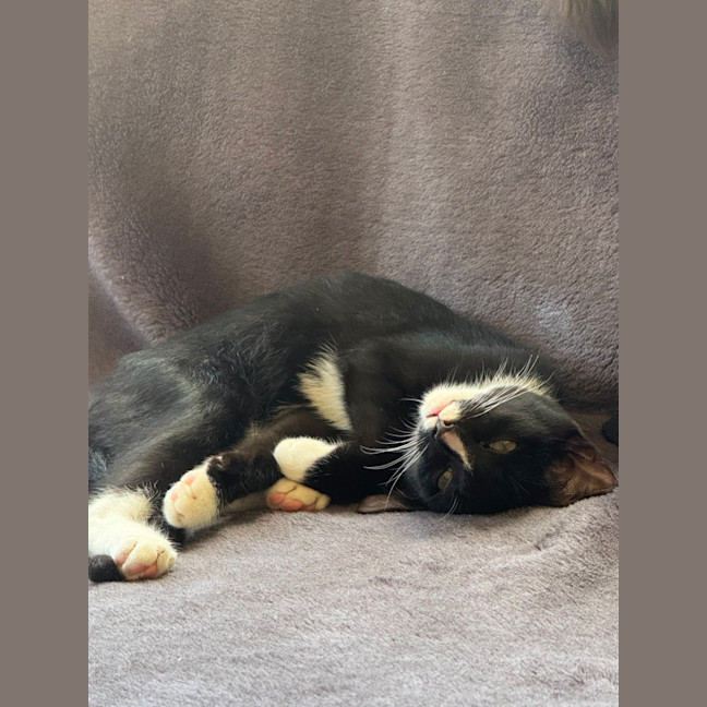 Photo of Tofu