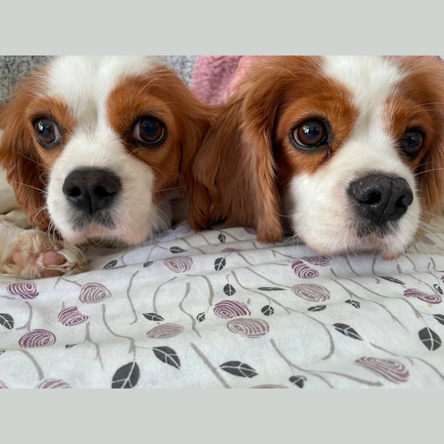 Photo of Beautiful Poppy And Pearl 