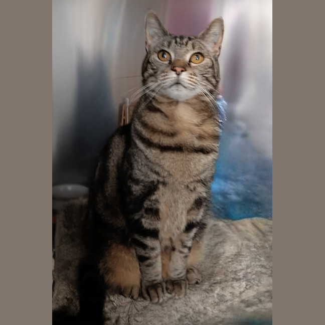 Photo of Felix