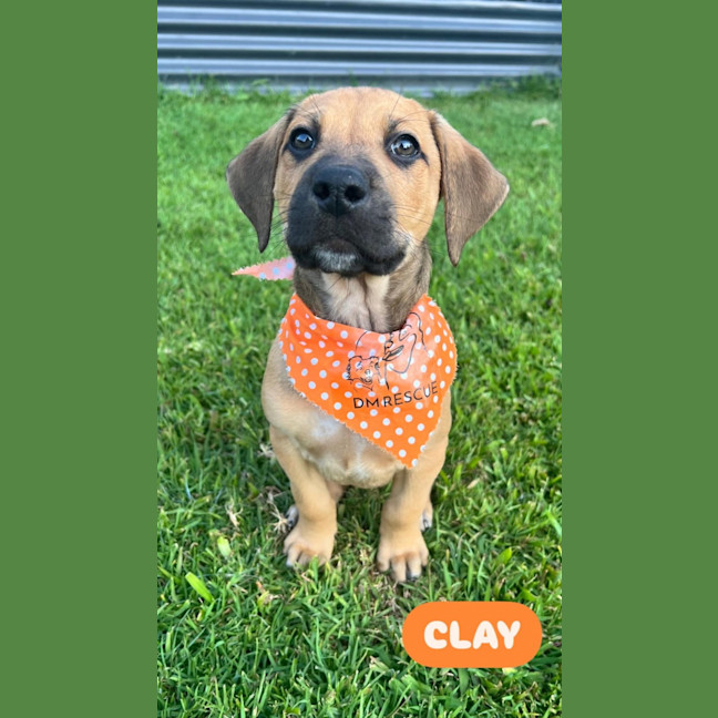Photo of Clay