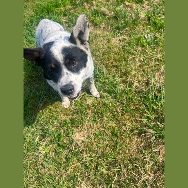 Photo of Bandit