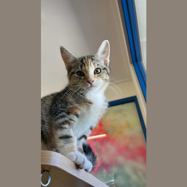 Photo of Khaleesi