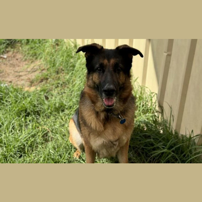 Photo of Stella