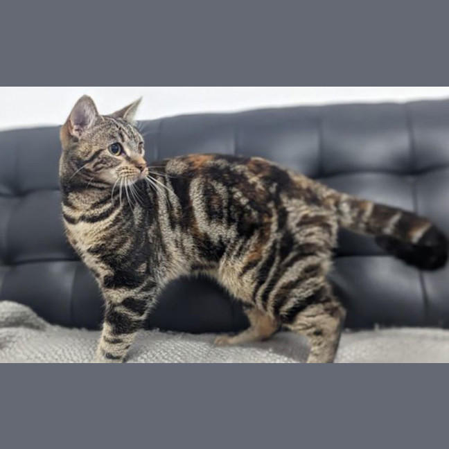 Photo of Clementine