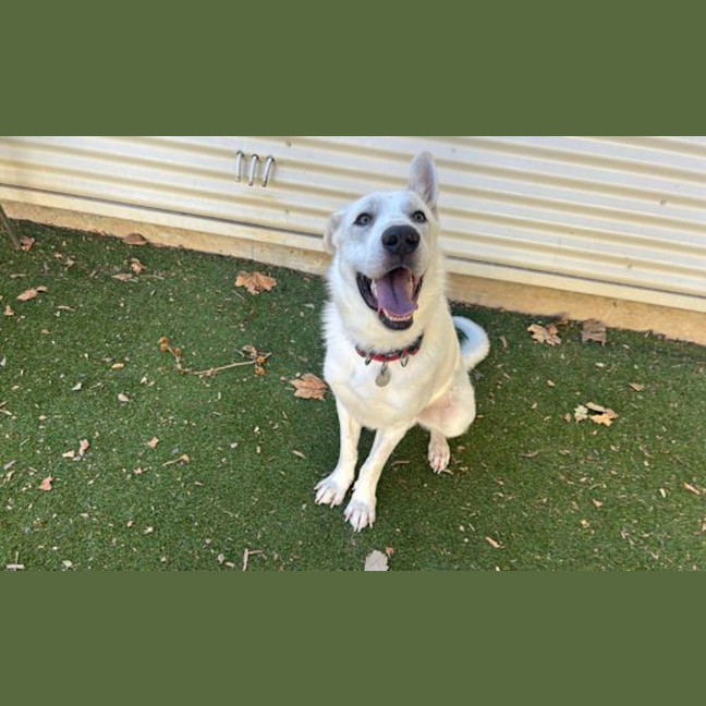 Photo of Ziggy