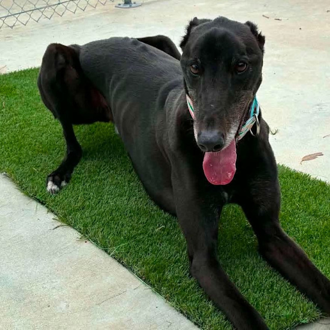 Photo of Roo The Greyhound