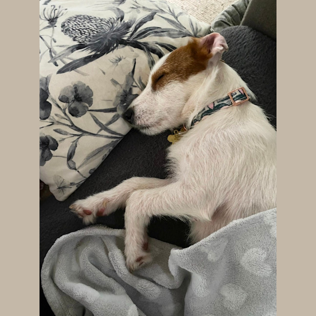 Photo of Sweetie Pie