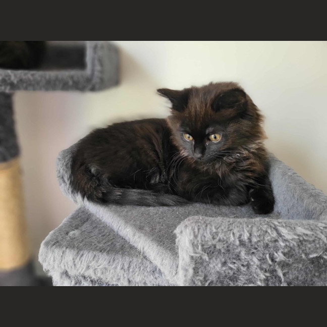 Photo of Vader Meet Me @Petstock Keysborough Store