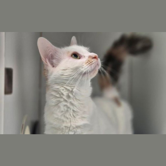 Photo of Cookie