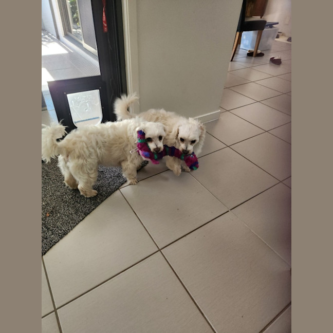 Photo of Ziggy And Mali