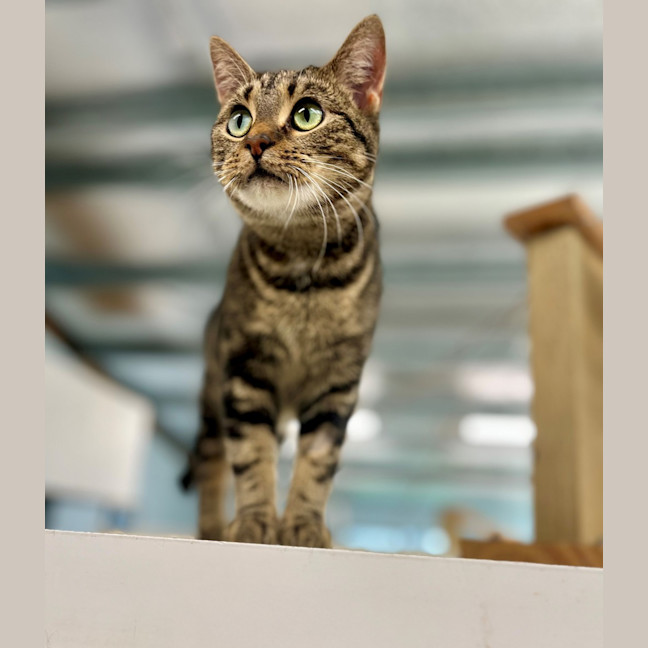 Photo of Athena