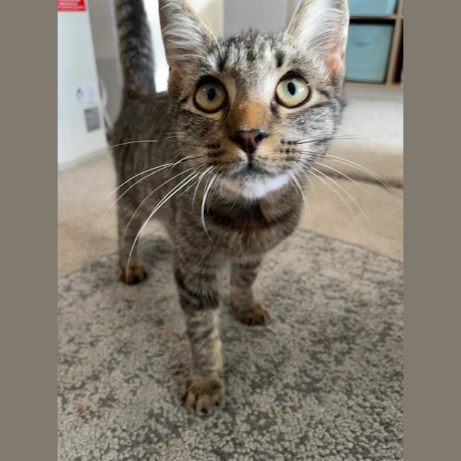 Photo of Buddy (Stripes) 