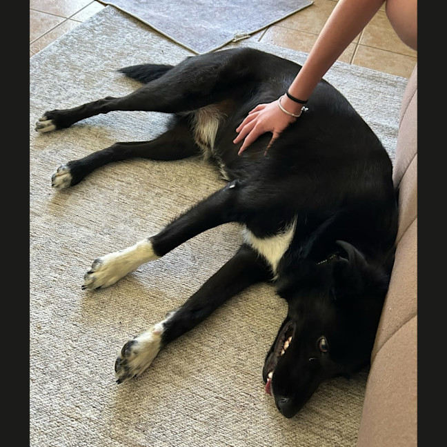 Photo of Buddy