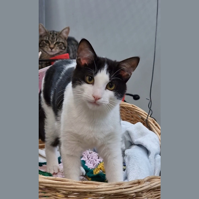 Photo of Casper