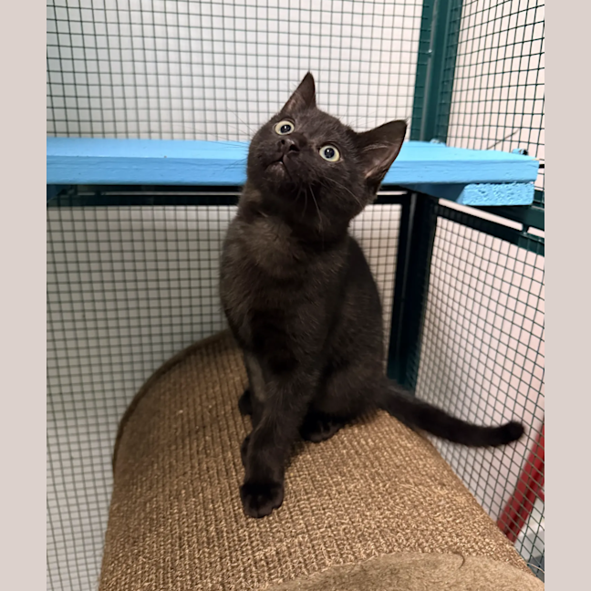 Photo of Pepper