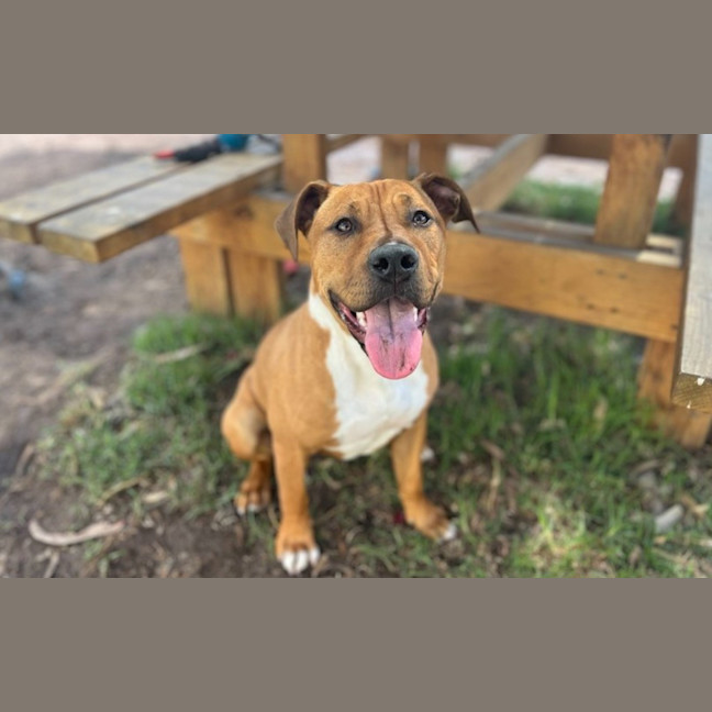 Photo of Indie