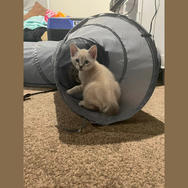 Photo of Luna