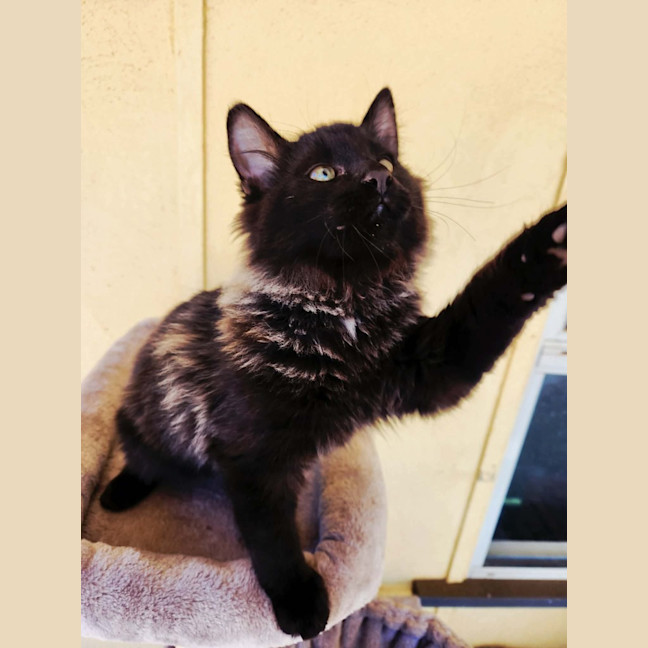 Photo of Phoenix
