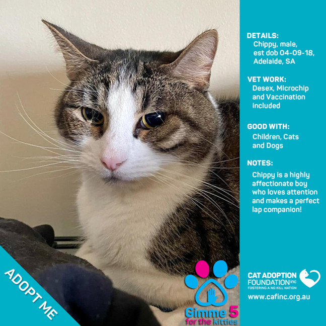 Photo of Chippy Only $39 Limited Time!