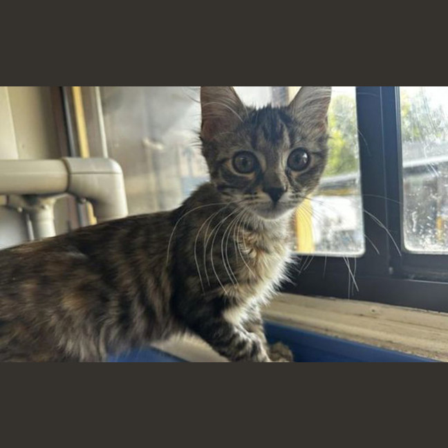 Photo of Spark