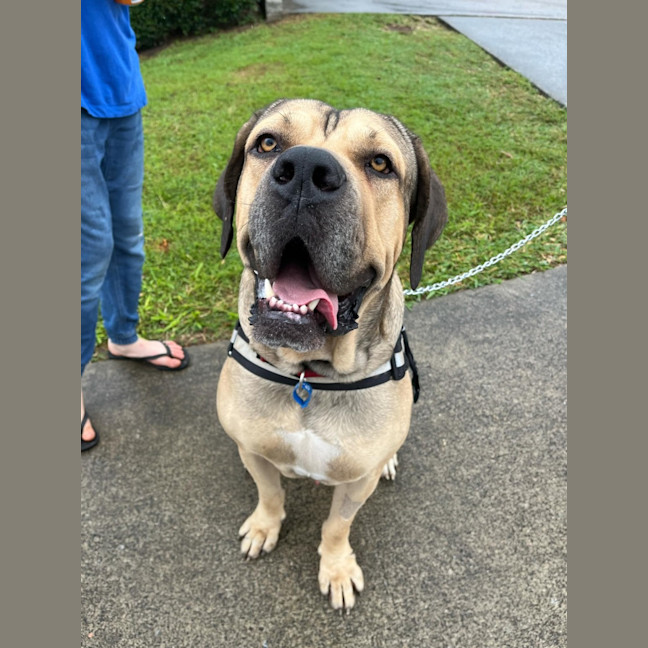 Photo of Marmalade *$350 Adoption Fee*