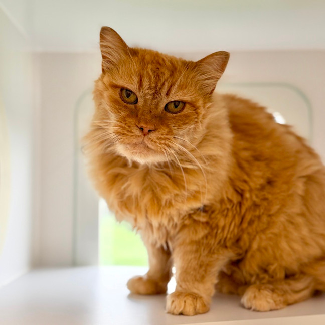 Photo of Ginger