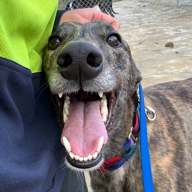 Photo of Nadja The Greyhound