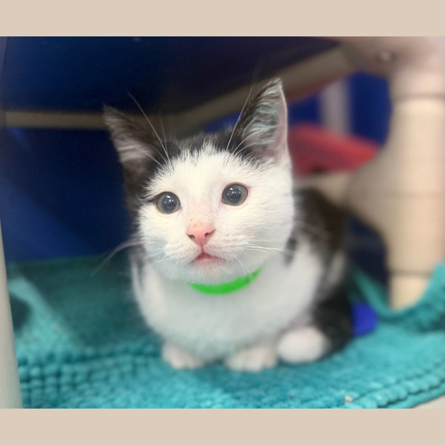 Photo of Ollie Pickles