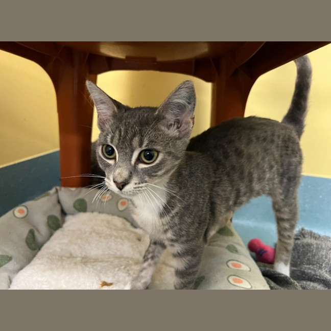 Photo of Donner And Vixen