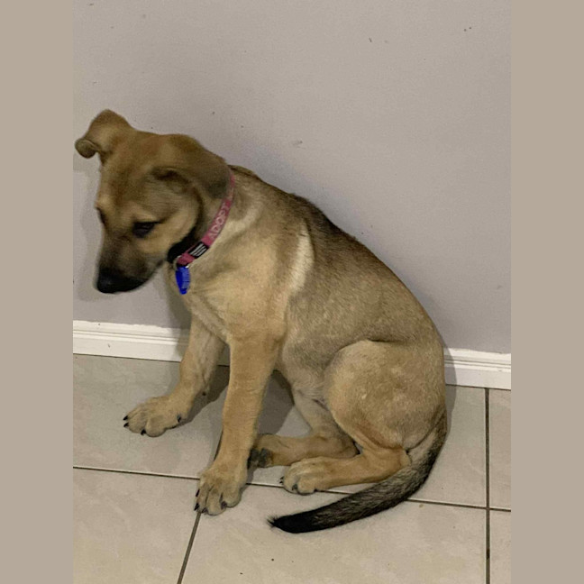 Photo of Nessa Rose   5 Month Old German Shepherd X