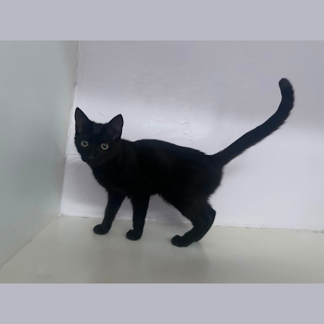 Photo of Ebony