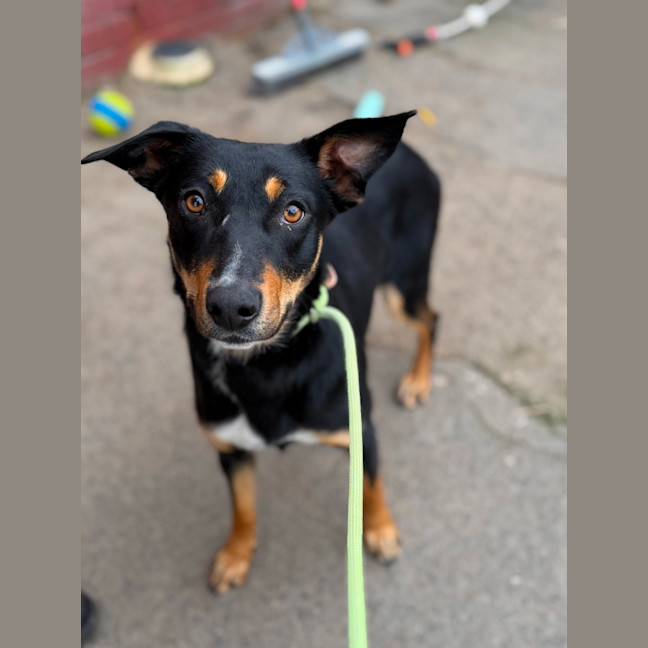 Photo of Indie