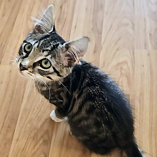 Photo of Maple