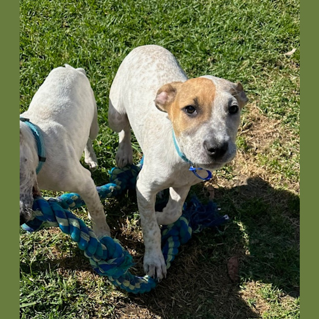 Photo of Rob   11 Week Old Cattle Dog X Staffy(trial 6/10)