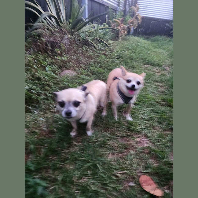 Photo of Pixie And Frank 