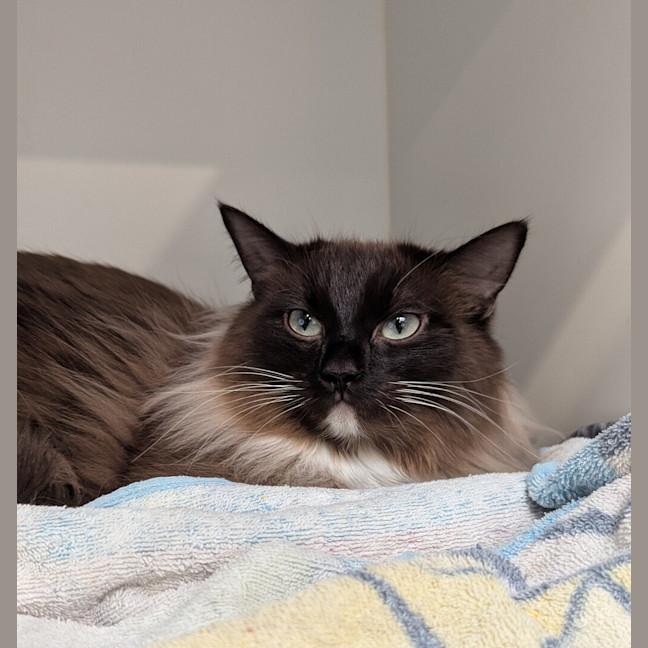 Photo of Willow