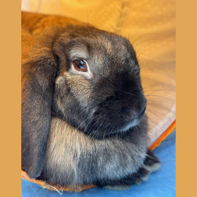 Photo of Stella & Thumper