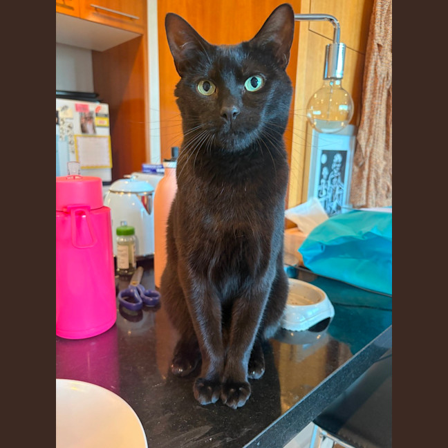 Photo of Clementine   In Foster Care In Fitzroy North