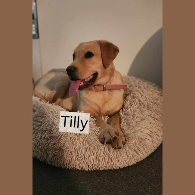 Photo of Tilly