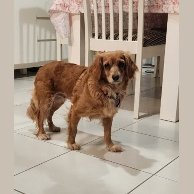 Photo of Rosie   6 Year Old Cavalier X