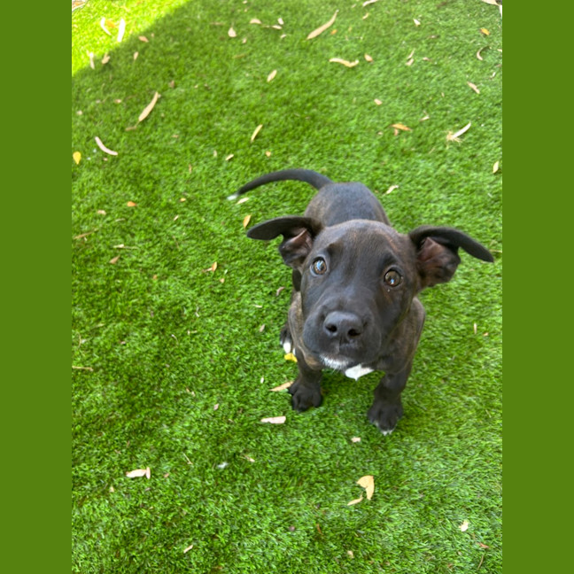 Photo of Pepper